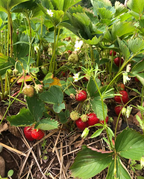 Glenhill Berry Farm 