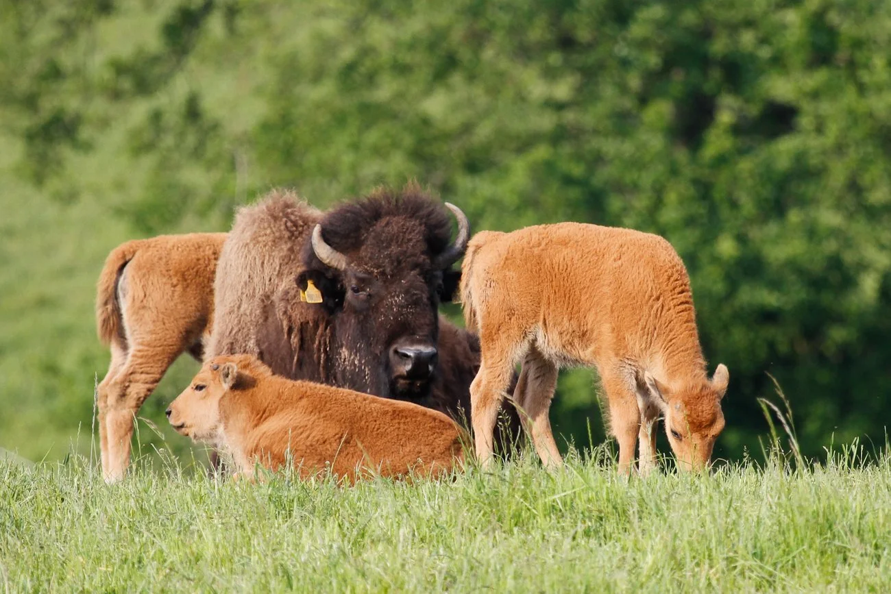 bison02 (2).jpg