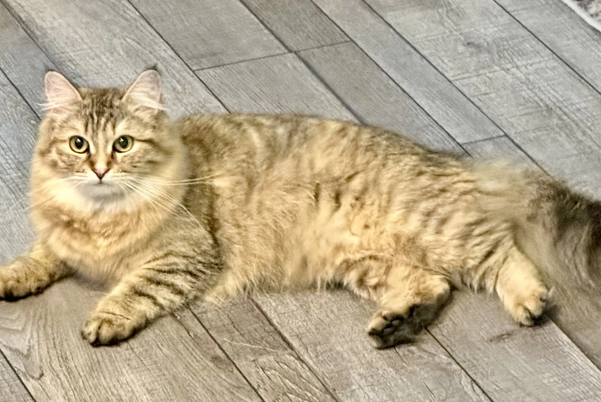 Matilda Jane