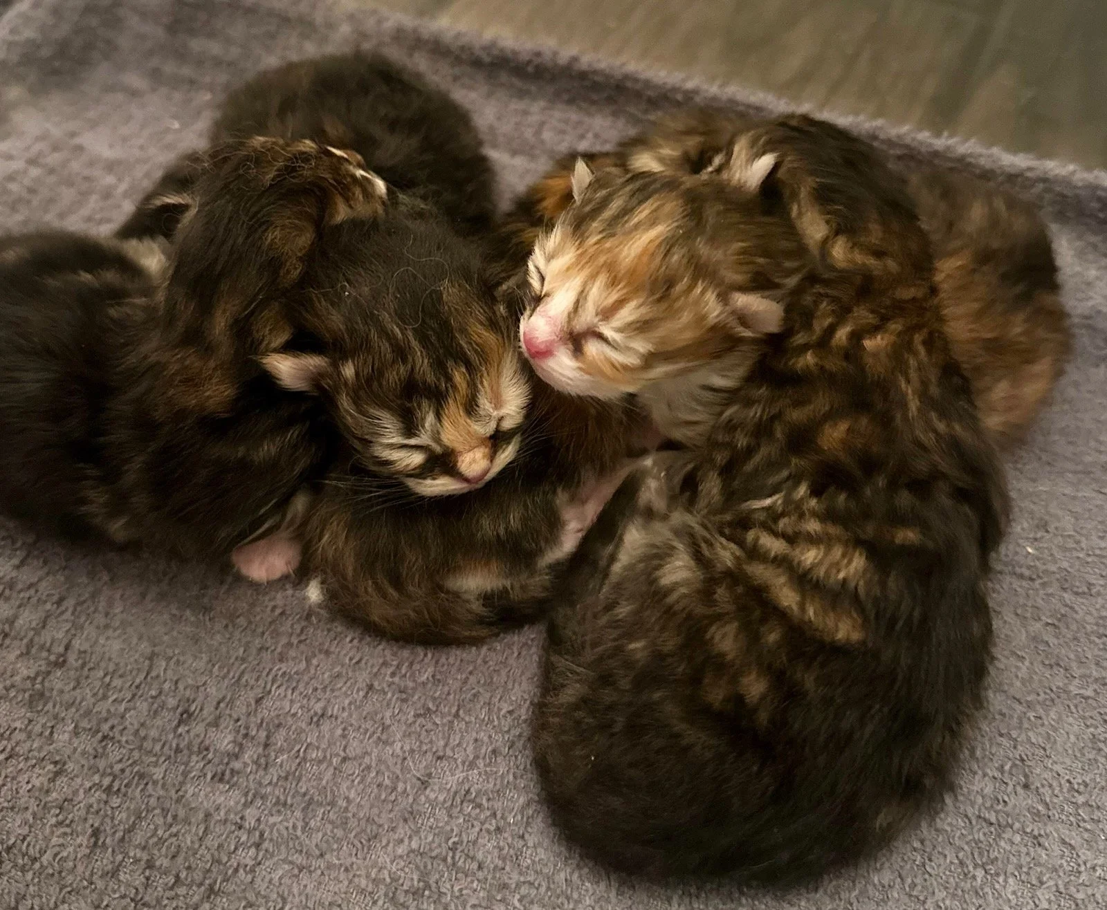 Four small kittens huddled together on a gray textured surface, snuggling and sleeping.