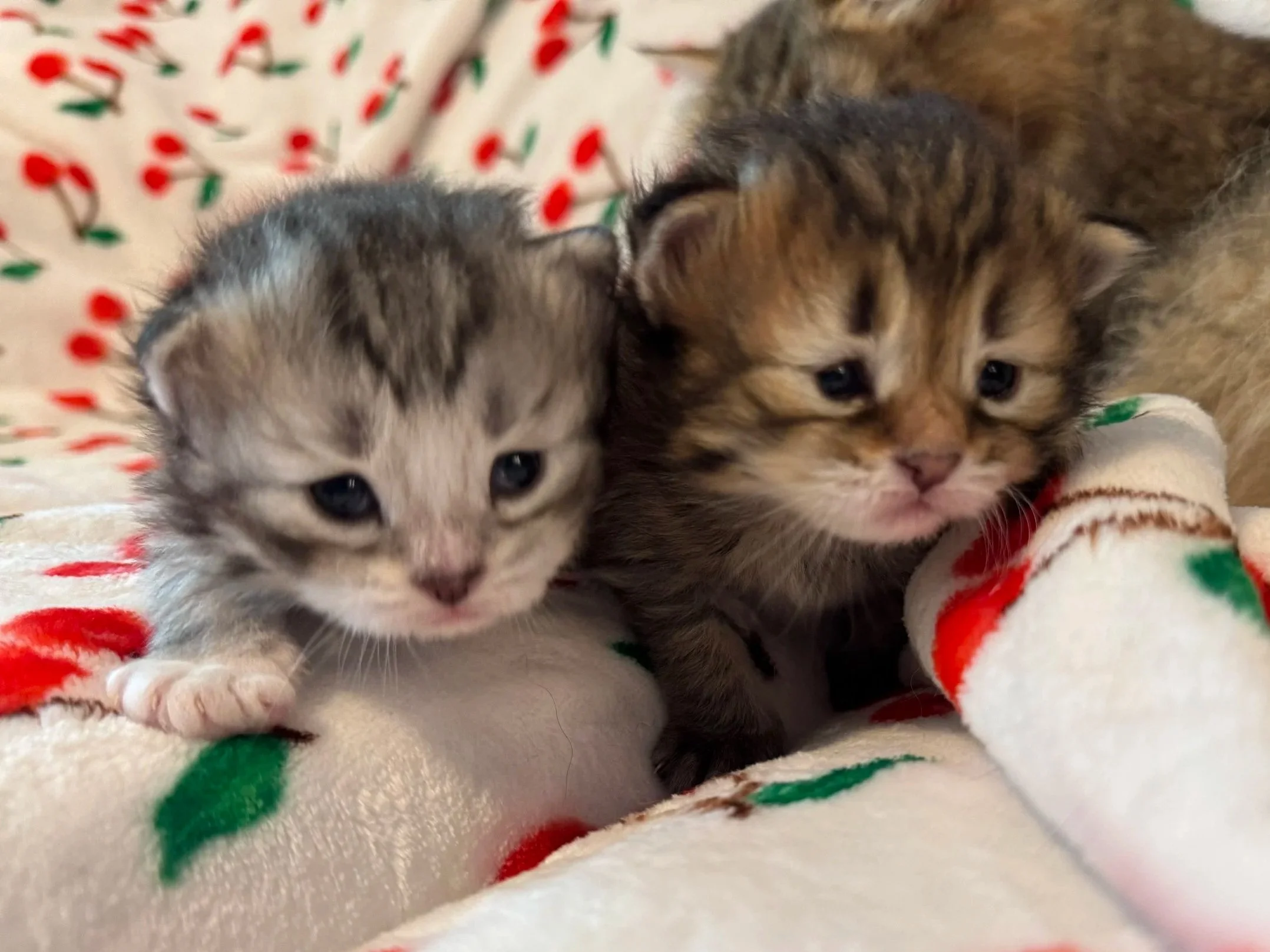 Two kittens, one gray and one brown, lying close together on a festive, holiday-themed blanket with red and green patterns.