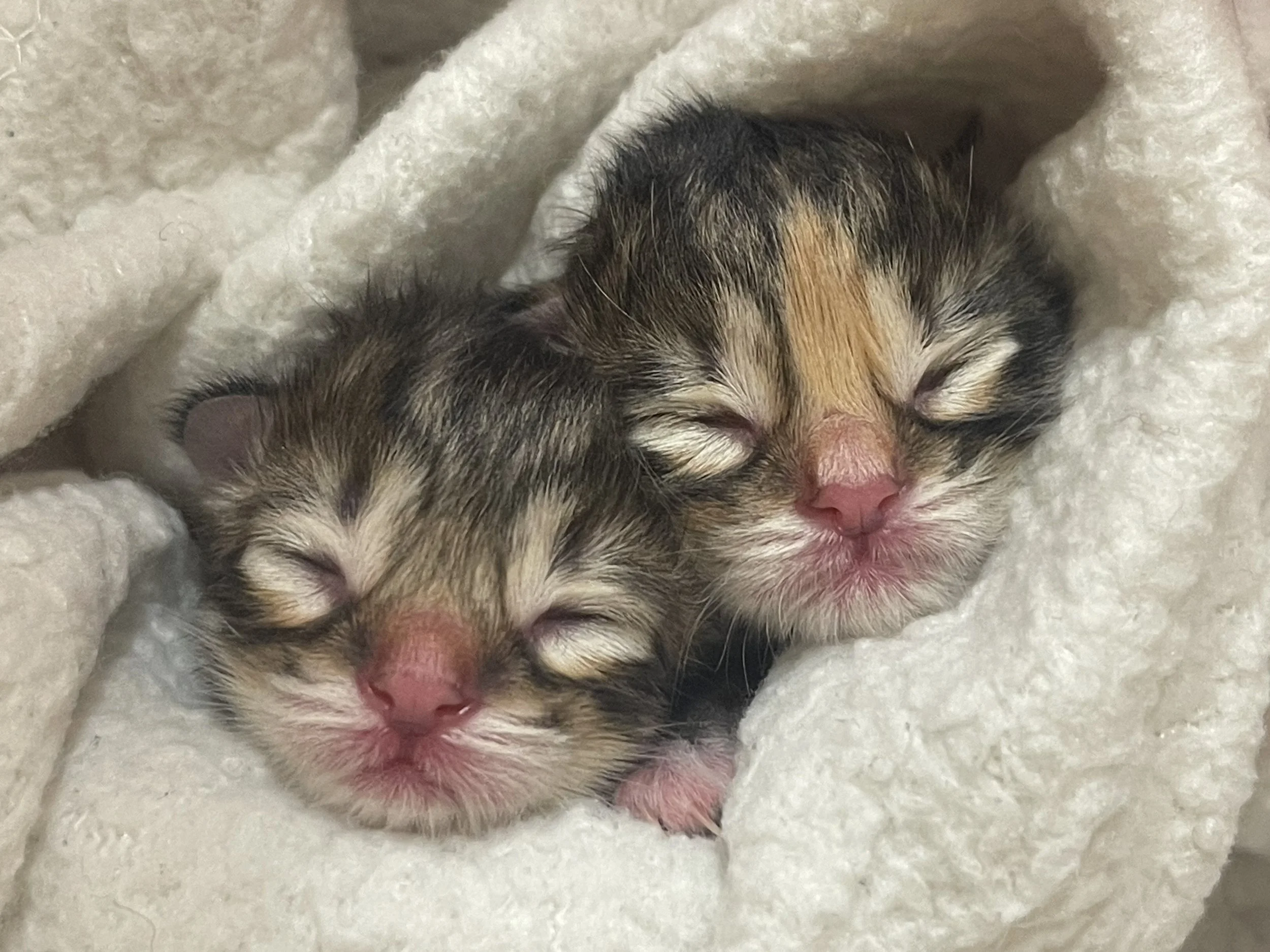 Close-up of three newborn Siberian kittens lying on a soft, white blanket with their eyes closed.
