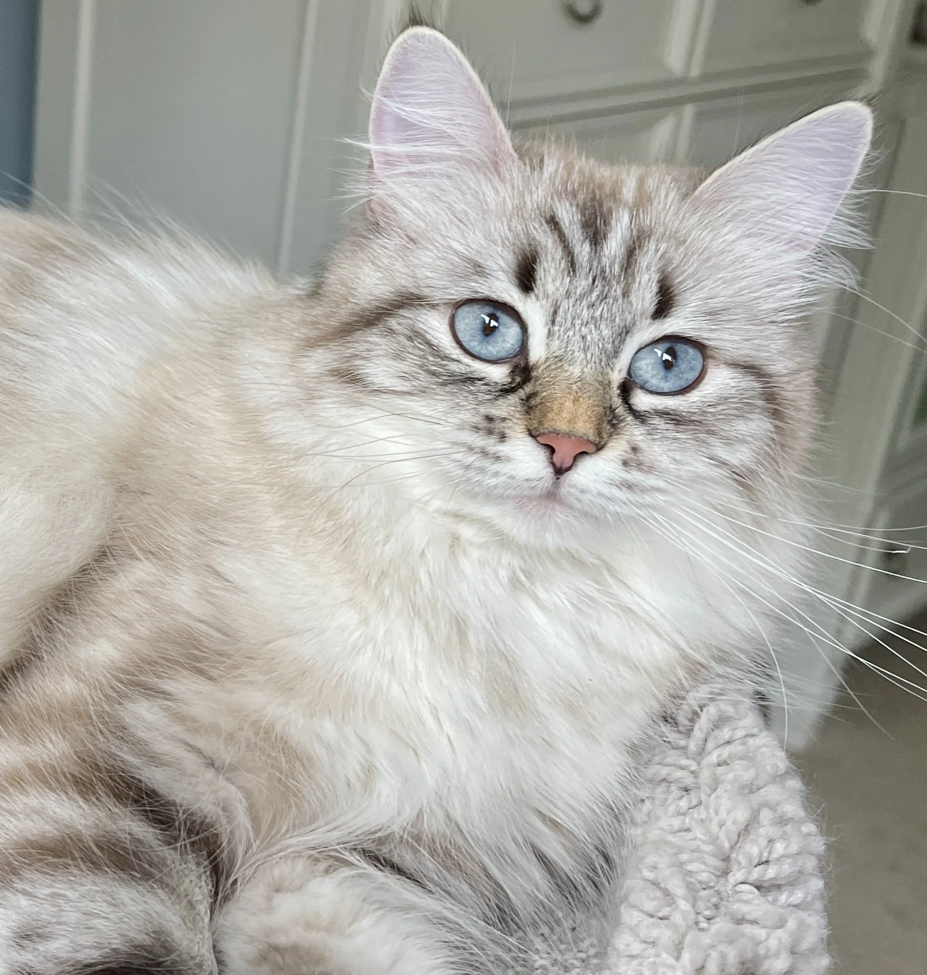 Rosie