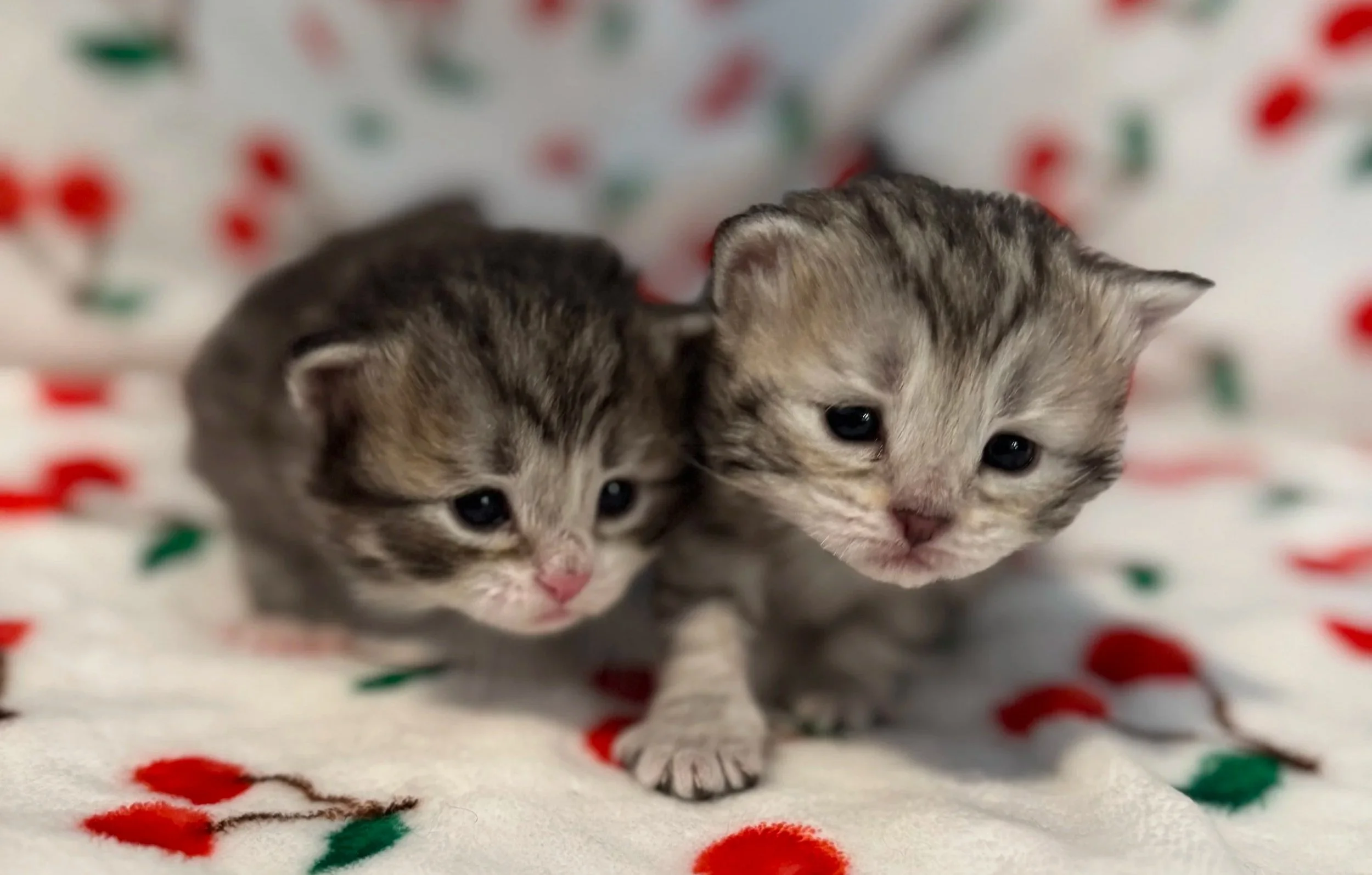 Two gray and black tabby kittens lying close together on a white blanket with red and green dots.