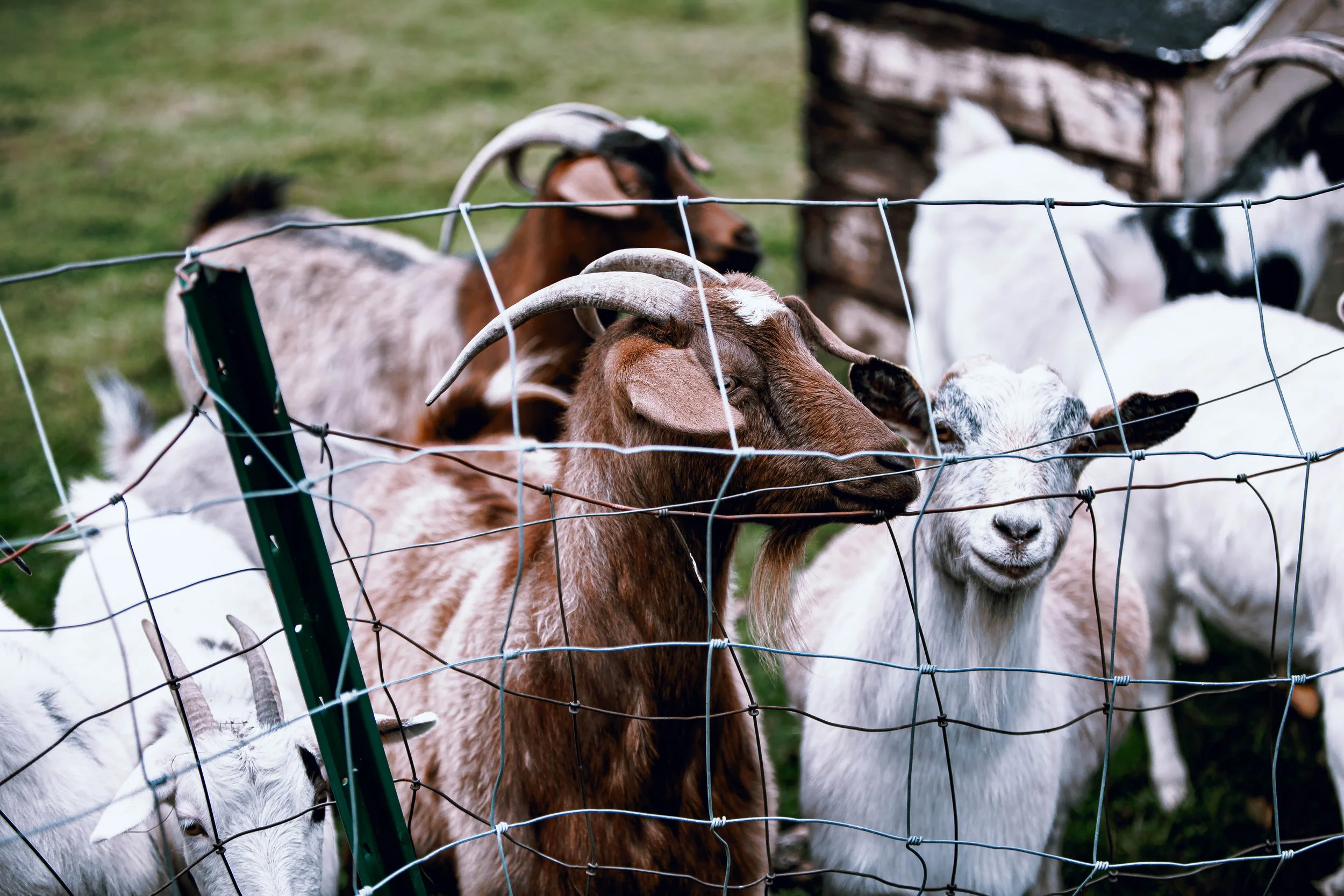 IMGL9856.jpg