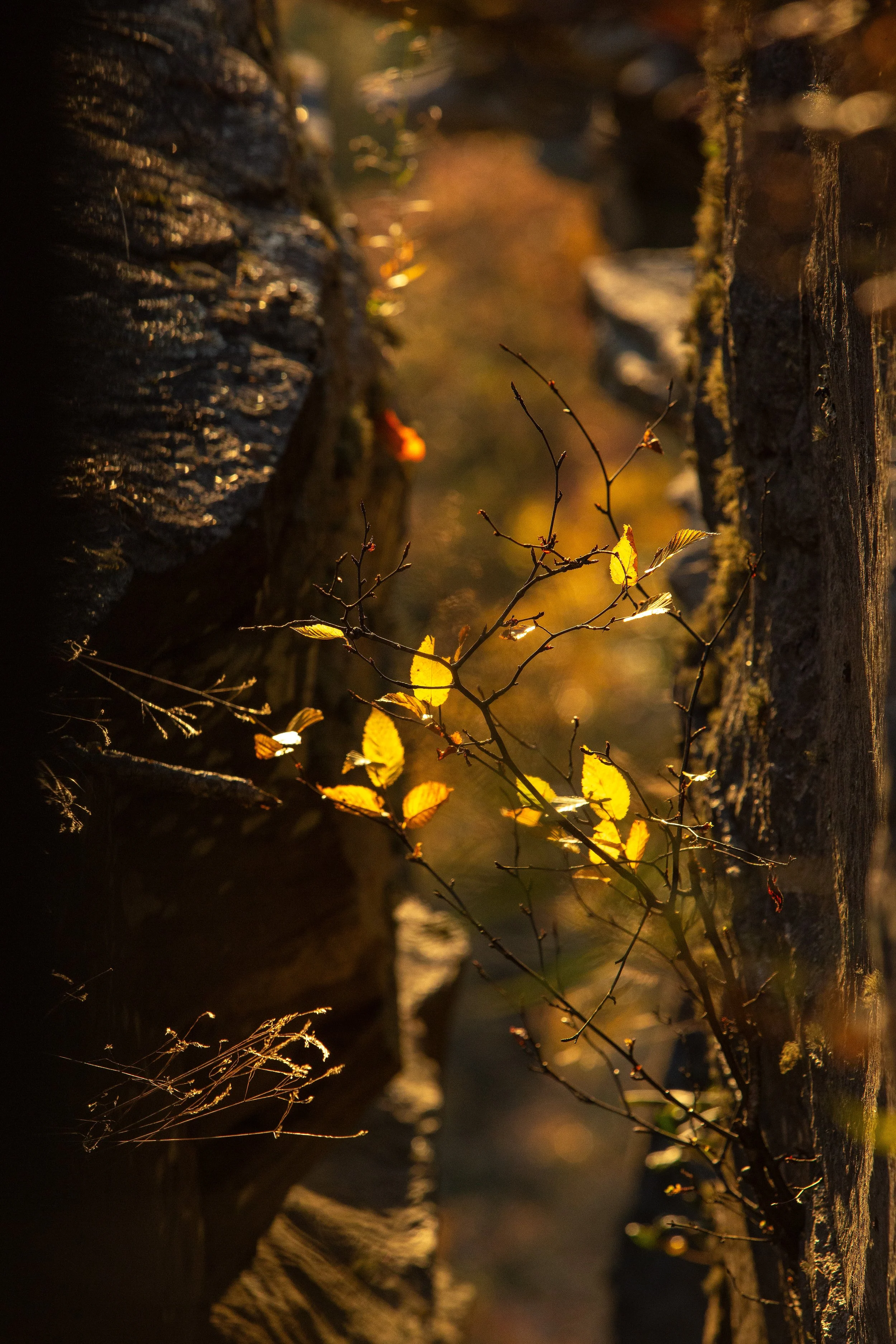 leaf_gold.jpg