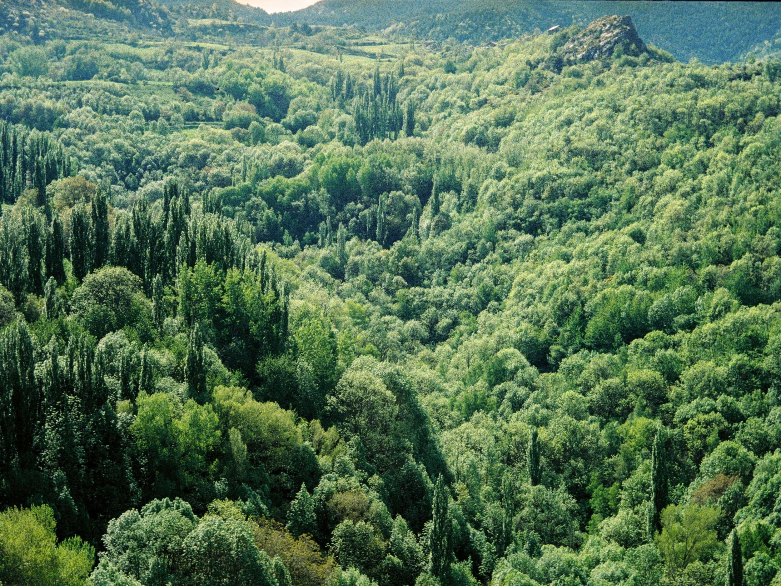 El Pirineu 01 (40x30) x Ariadna Pujol