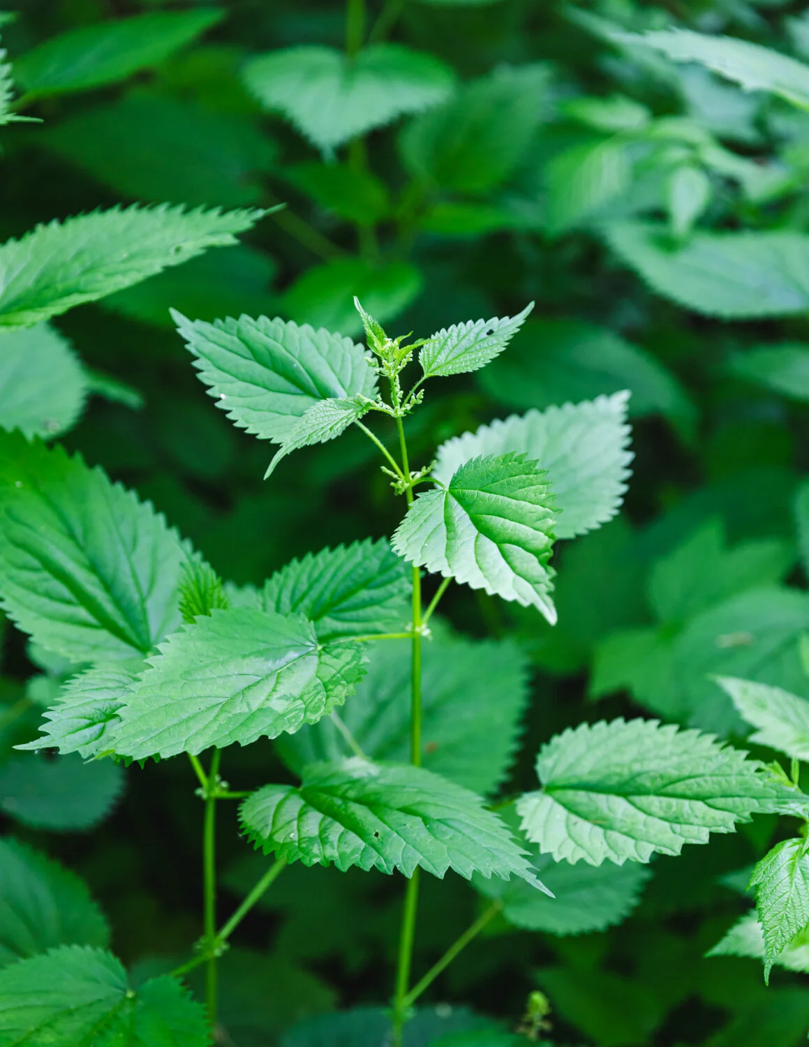 How to Cook Stinging Nettles for Eating — Carol's Vegan Kitchen