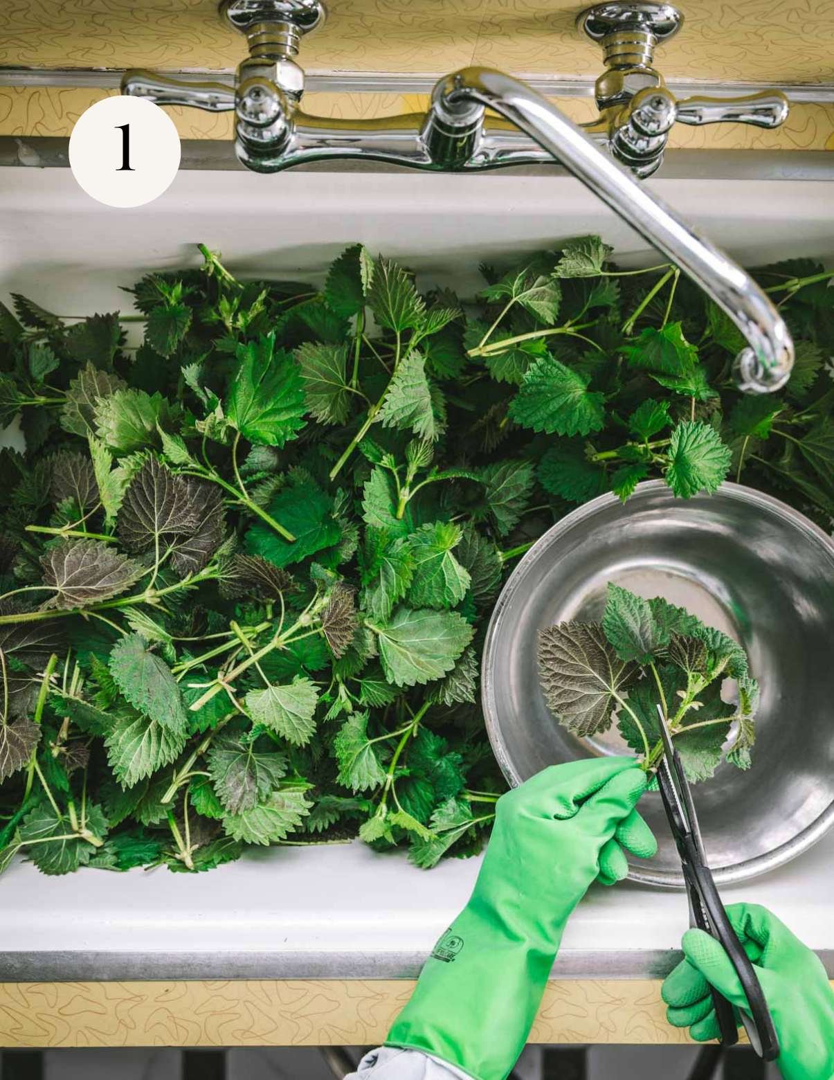Stinging nettle leaves in a sink.
