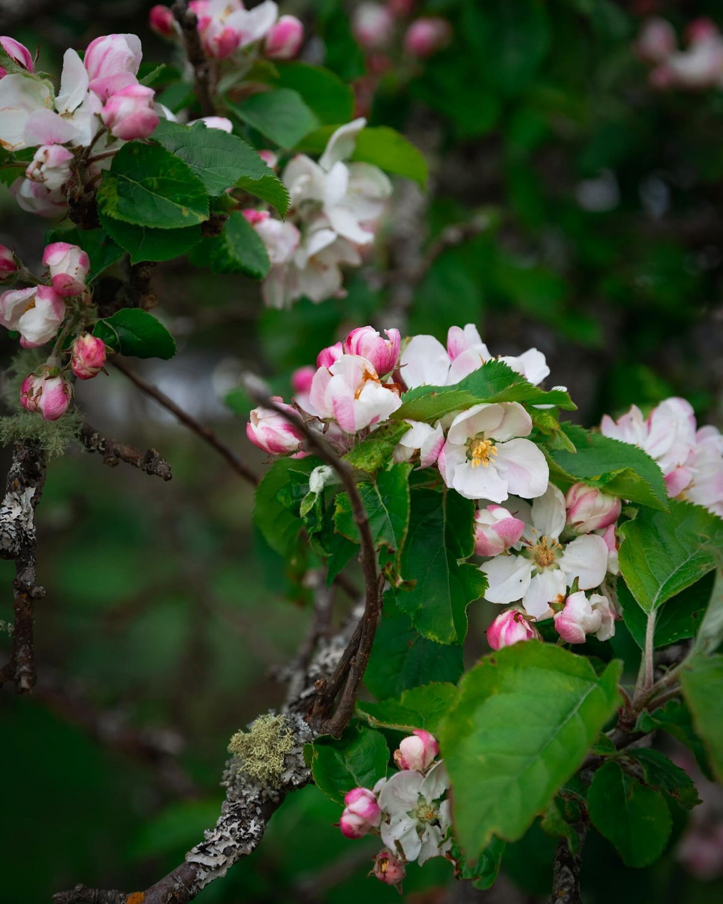 It&rsquo;s been *insanely* gorgeous here recently and the apple blossoms in my neighbor&rsquo;s tree are in full bloom. 🌸 They&rsquo;re so shy and pretty, I couldn&rsquo;t help myself from snapping a few pics!

This tree reminds me of the book &ldqu