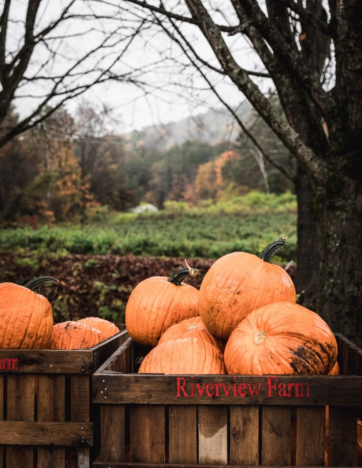 If you had to pick a favorite month would it be October?! 🎃👻🍂

#pumpkinseason #hellooctober #fallishere #autumnmood