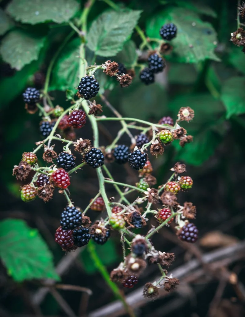 wild blackberries