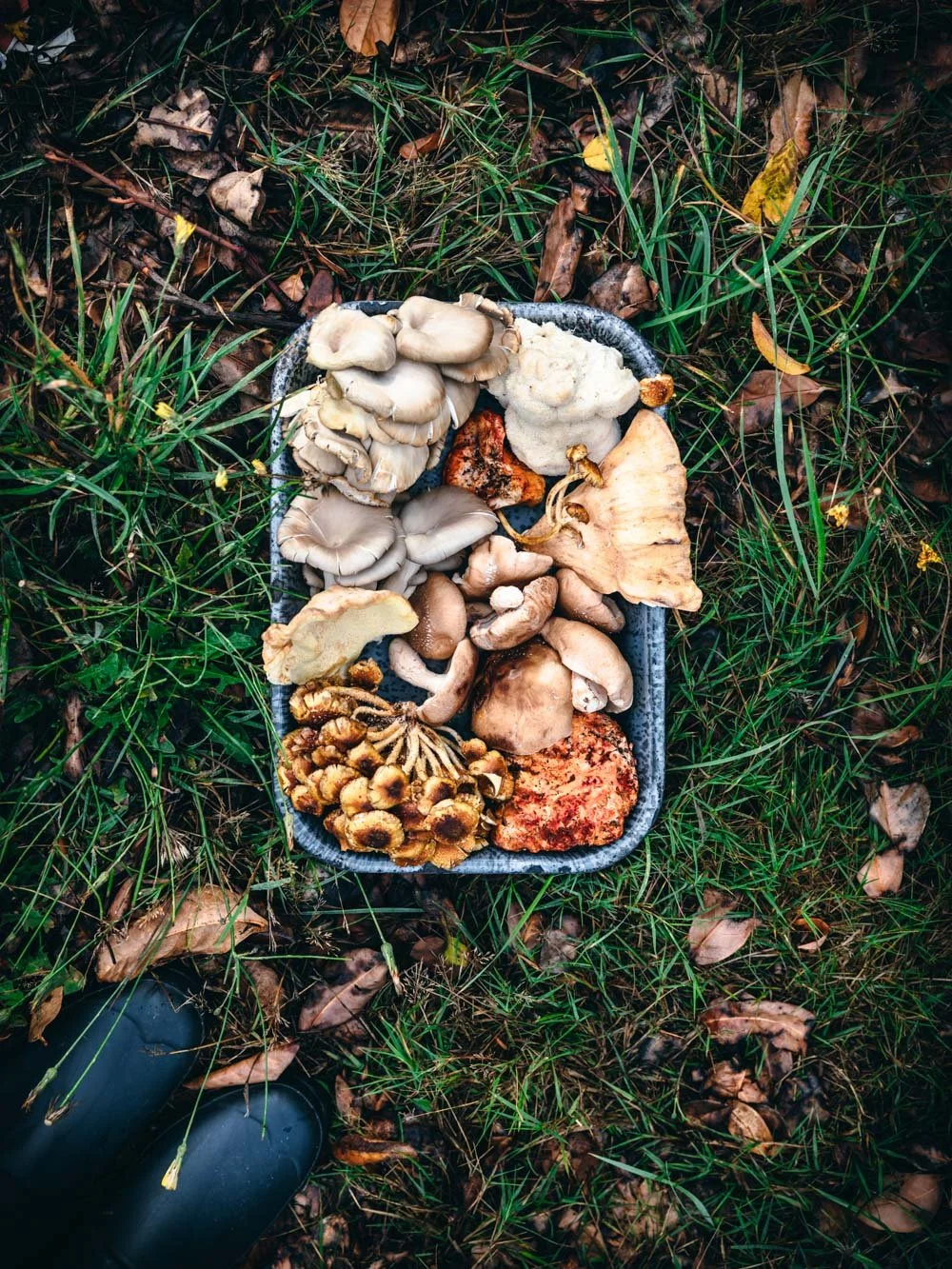 wild mushrooms in a tray