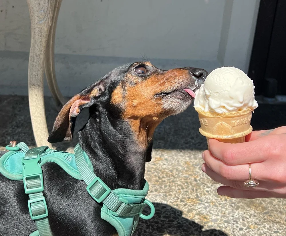 Get The Scoop Ten MustVisit Ice Creameries InTheBurg — InTheBurg