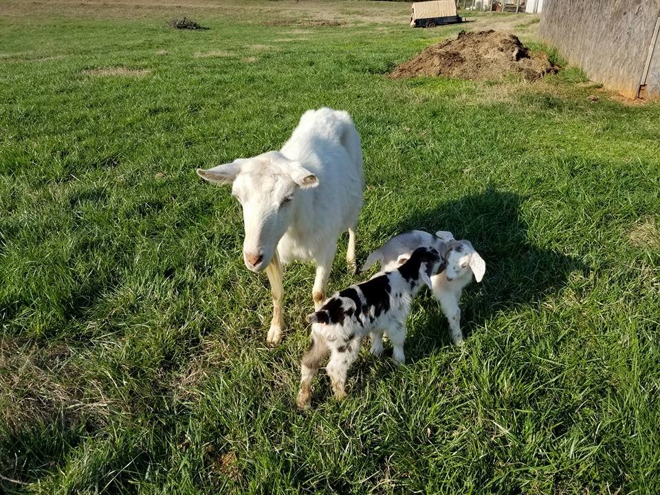 Crescent Moon Farms &amp; Goat Dairy