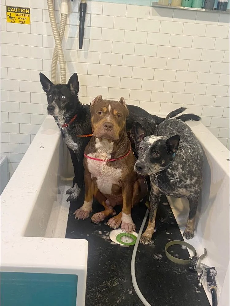Paisley Paw DIY wash stations