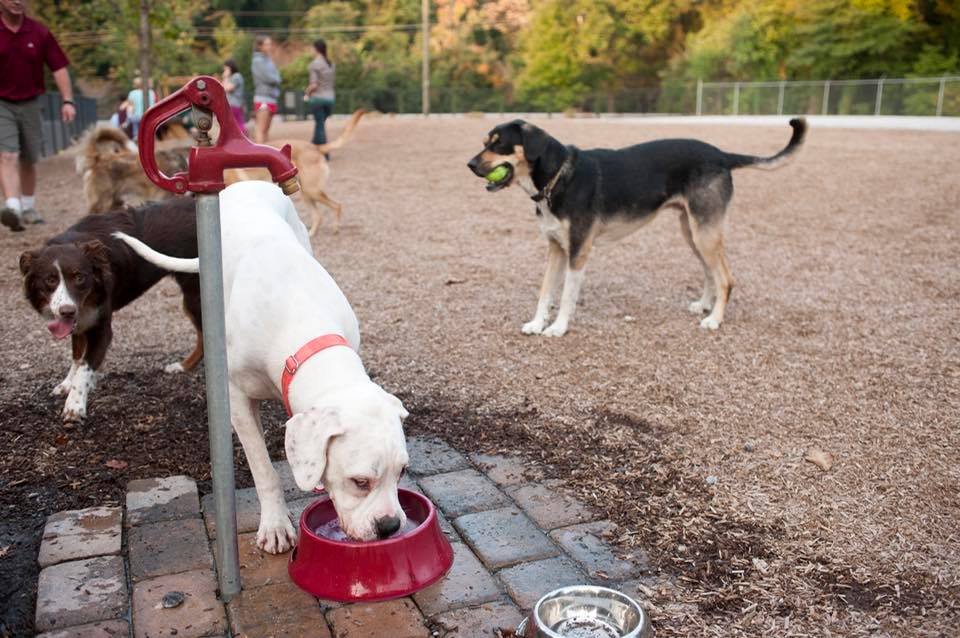 Rail Tail Dog Park