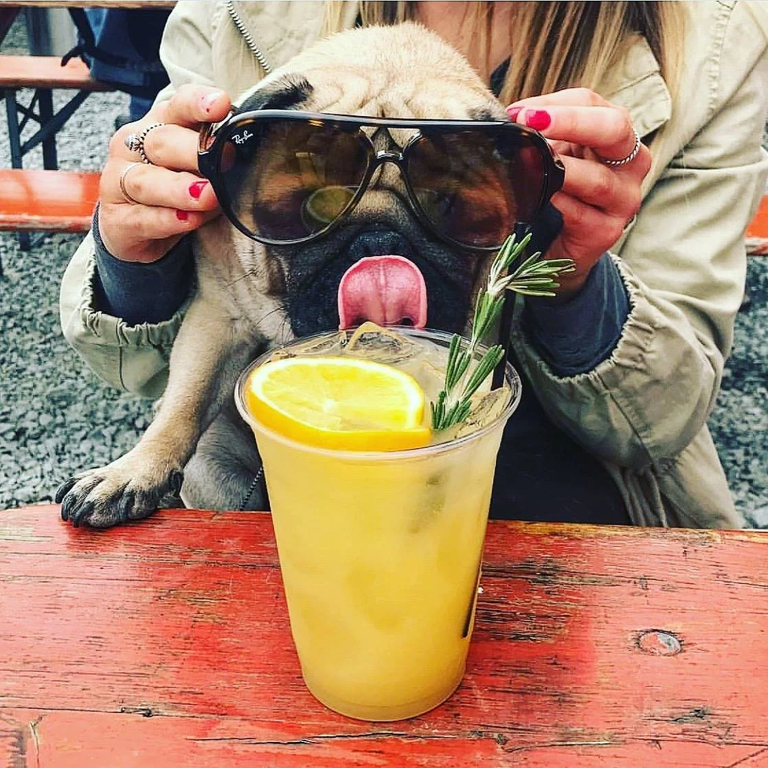 Pooch with "Yard Hooch"