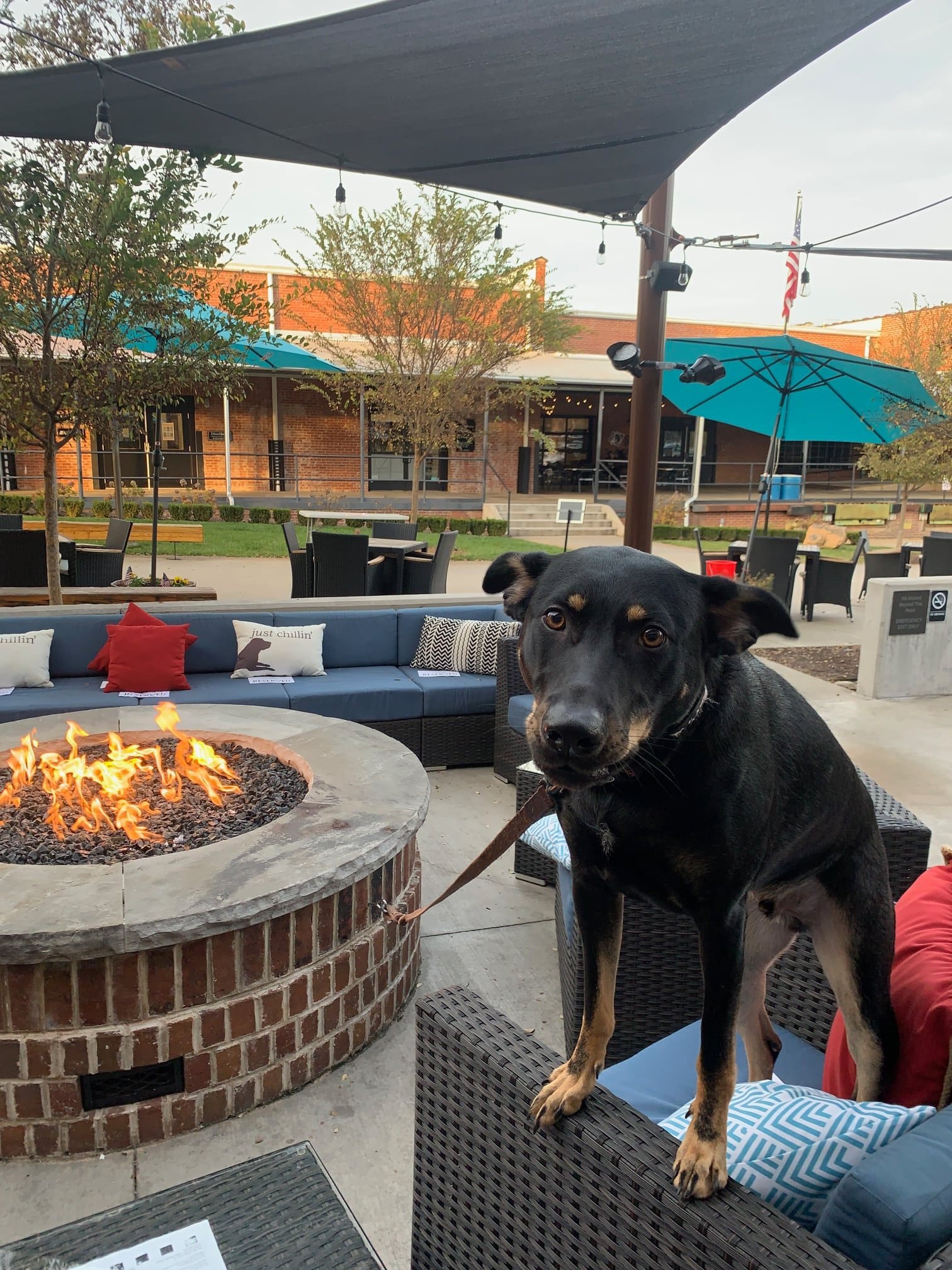 "Yappy Hour" at Dray Bar + Grill