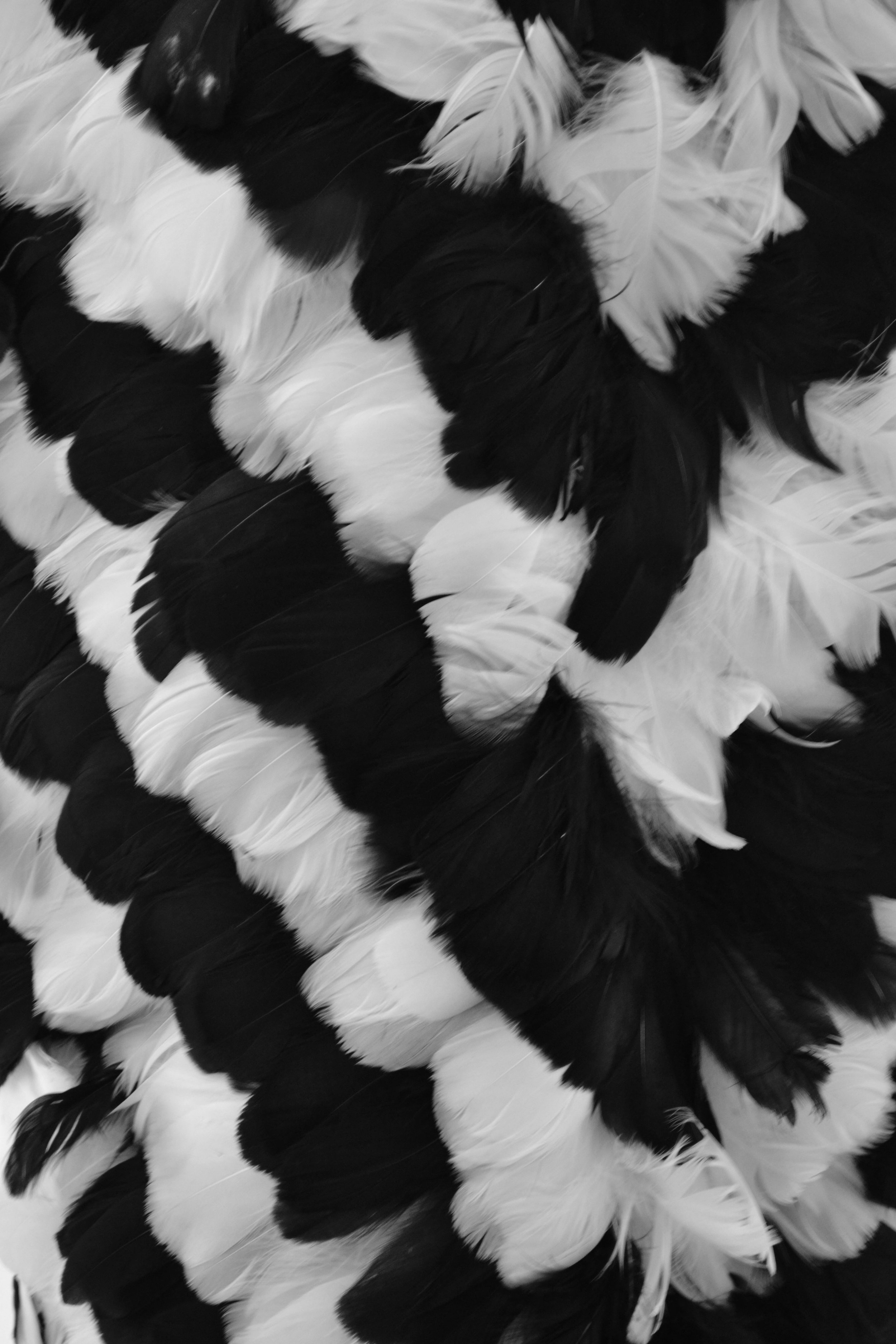 black and white feather embroidery