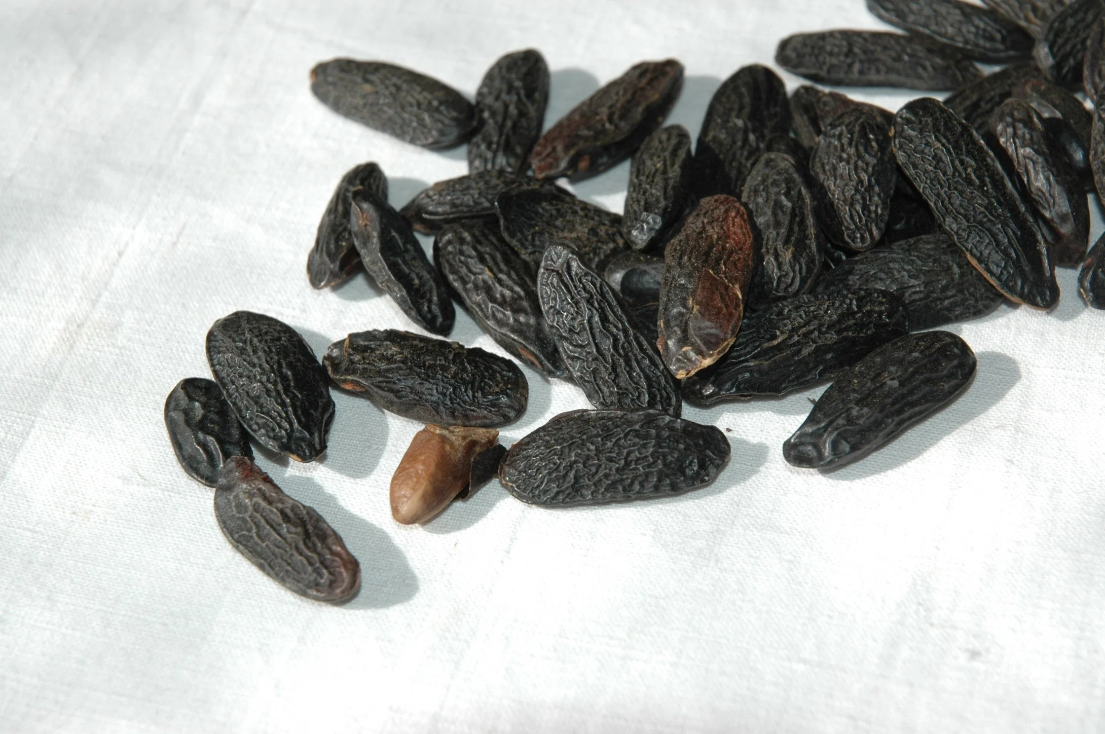 Editor’s picks: Top 10 Tonka bean fragrances (2024)