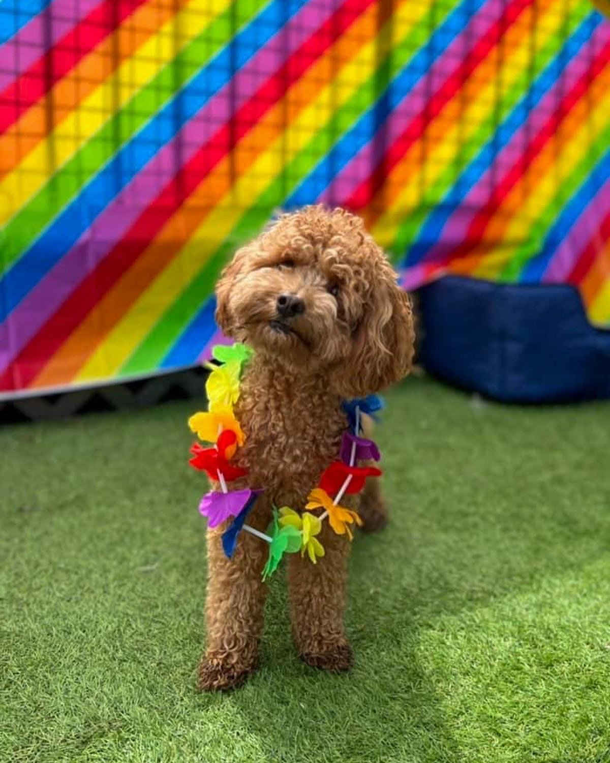 Archie
