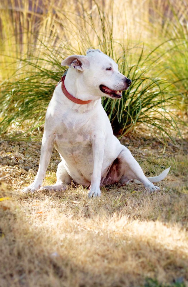 Pet Photography