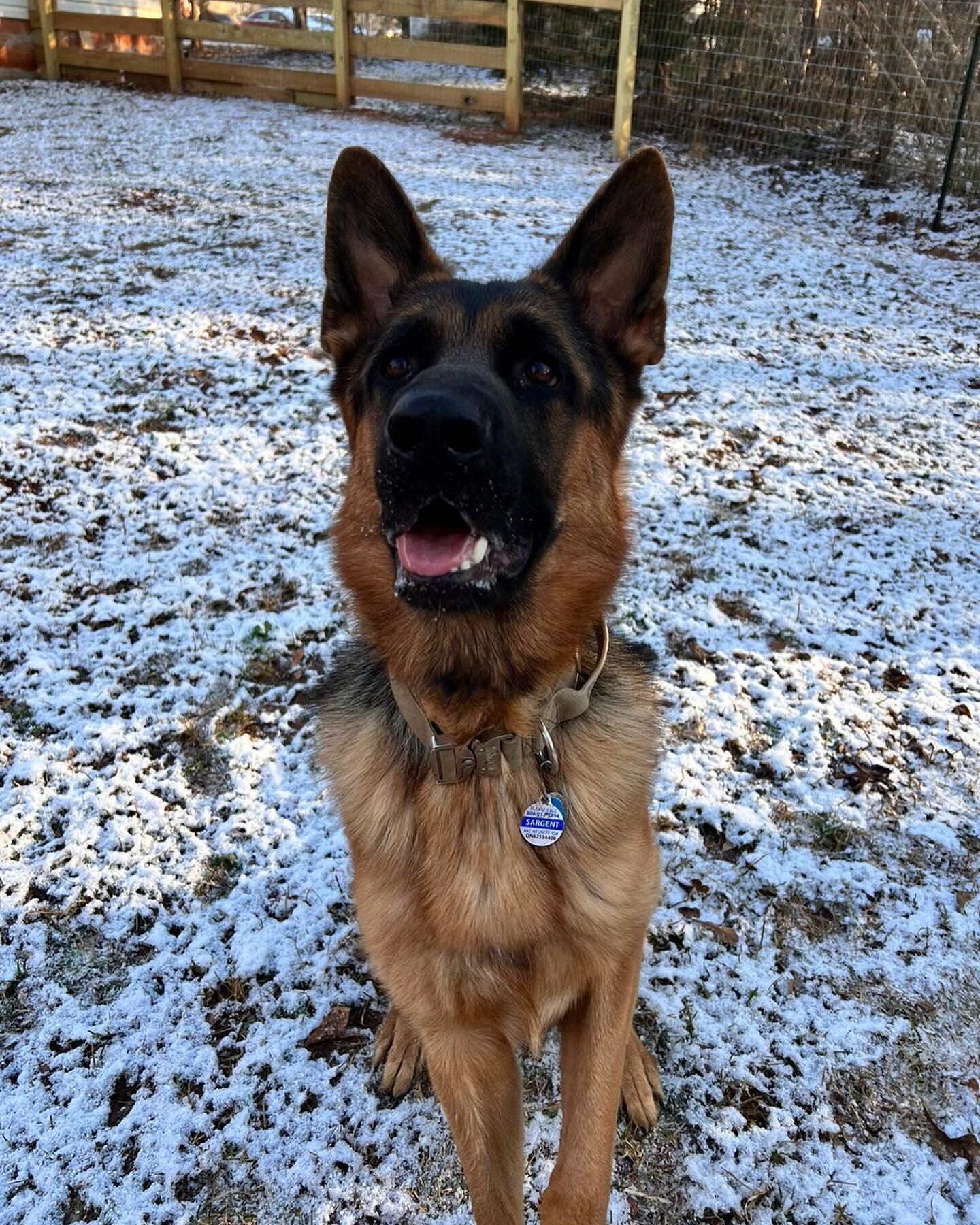 Sargent 
June 2020- May 2023

In January 2021 I had the pleasure of getting to working with Sargent, a 1.5 year old German Shepherd at the time. He was so sweet and outgoing. And with a little bit of boundaries put in to place, lots of play, and conf