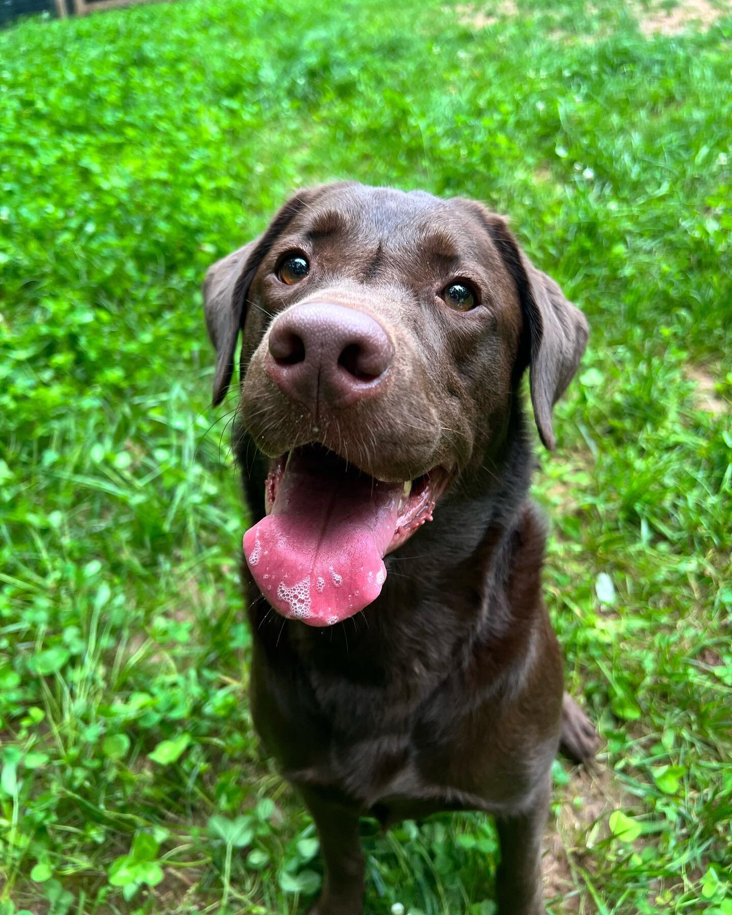 Everybody welcome Bella! She&rsquo;s a 2 year old lab here for our Advanced Adventure program! We&rsquo;ll be focusing on off leash and basic manners. Bella is a super smart girl and already catching on to routine. I can&rsquo;t wait to see this girl