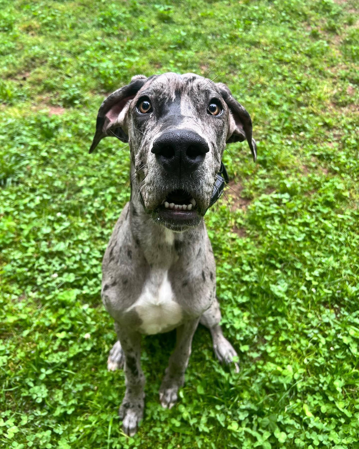 Look who&rsquo;s back! Bueller is now 7 months old and back to continue his advanced training with us! We&rsquo;ll be freshening up his commands he&rsquo;s already learned with us during the puppy program and working on adding some distance, duration