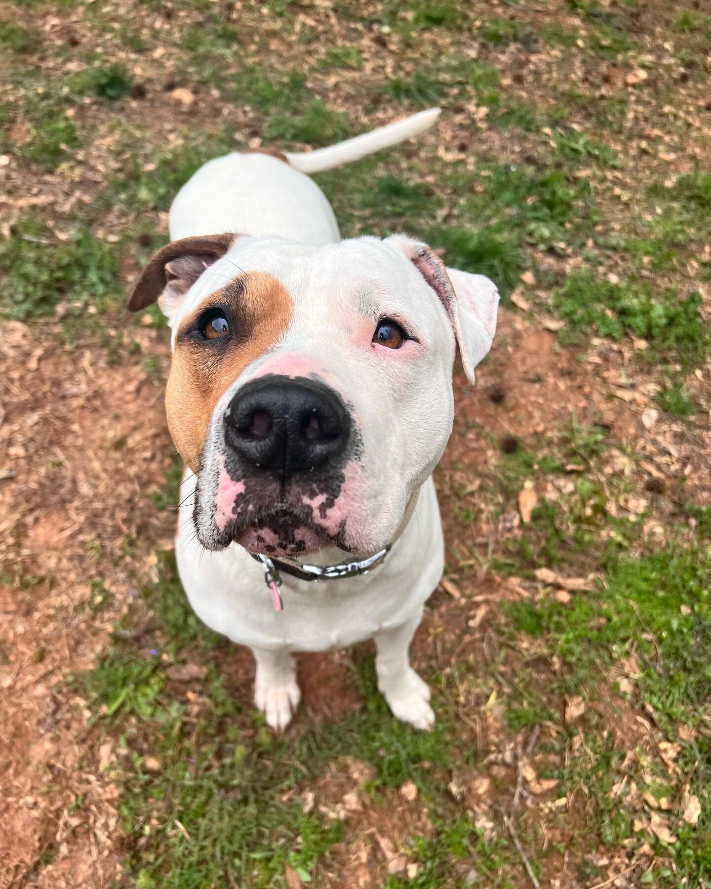 Everybody welcome Gus! He&rsquo;s a 3 year old bully breed mix here for our Beginning The Journey program! We&rsquo;ll be focusing on basic obedience, recall, neutrality around other dogs, and working on helping the crate become a safe space. Gus is 