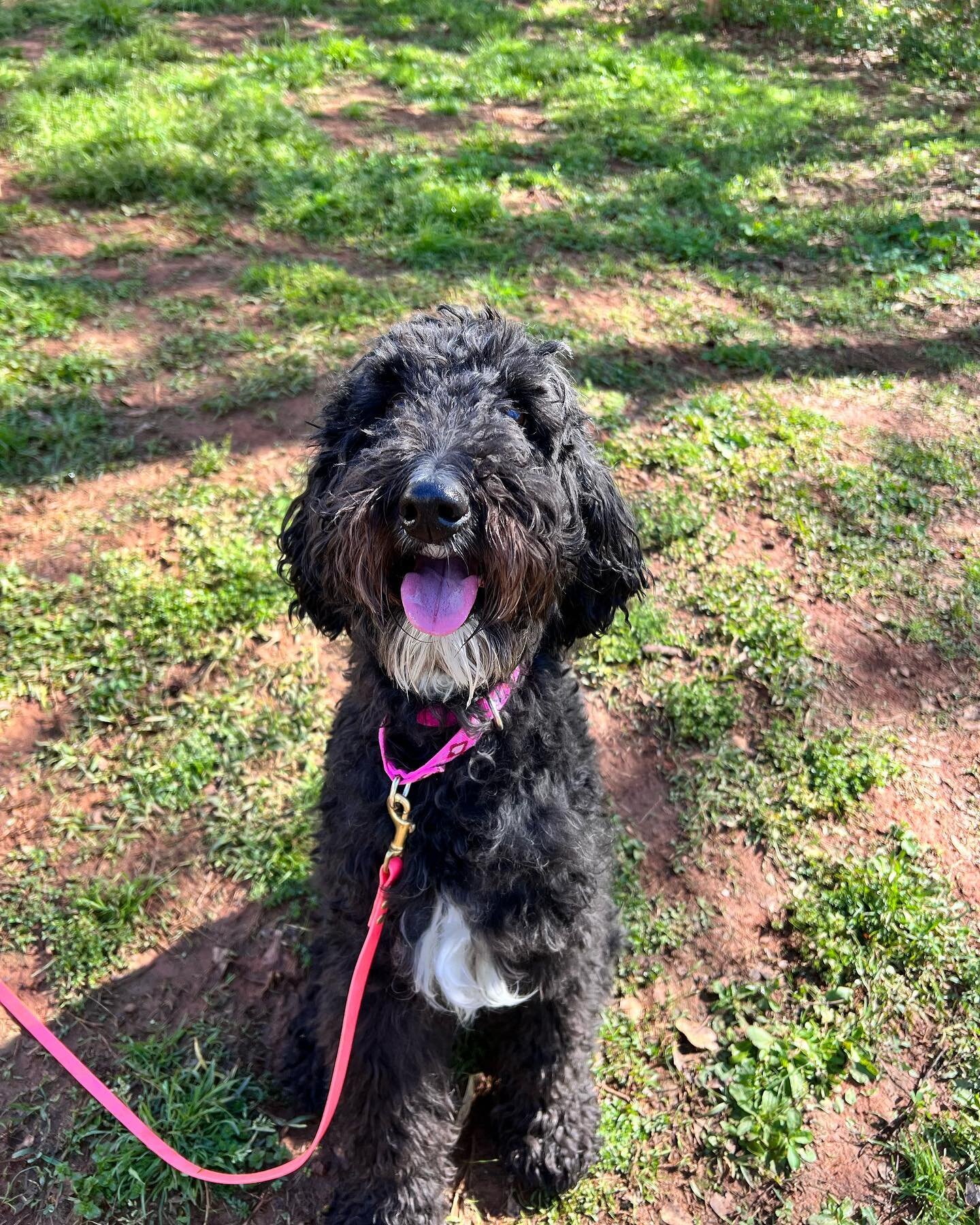 Everybody welcome Dallas! She&rsquo;s a 6 year old Labradoodle here for just boarding. Dallas is a bit shy at first but once she opens up she&rsquo;s so sweet an playful. 
&bull;
#OnAJourney #dogtrainersofatlanta #atlantadogtrainer #boardandtrains #r