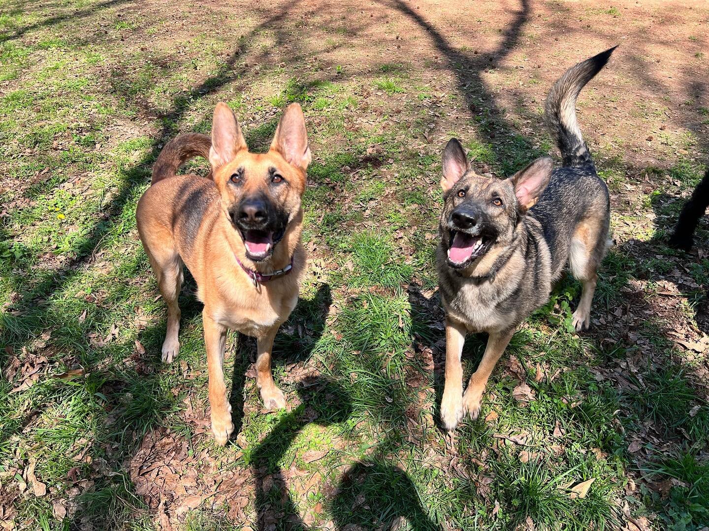 Everybody welcome Riot and Rona! They came to hang out for their own little vacation while their mom was on hers last week. These 2 are super playful and there&rsquo;s never a dull moment with both of them around.
&bull;
#OnAJourney #dogtrainersofatl