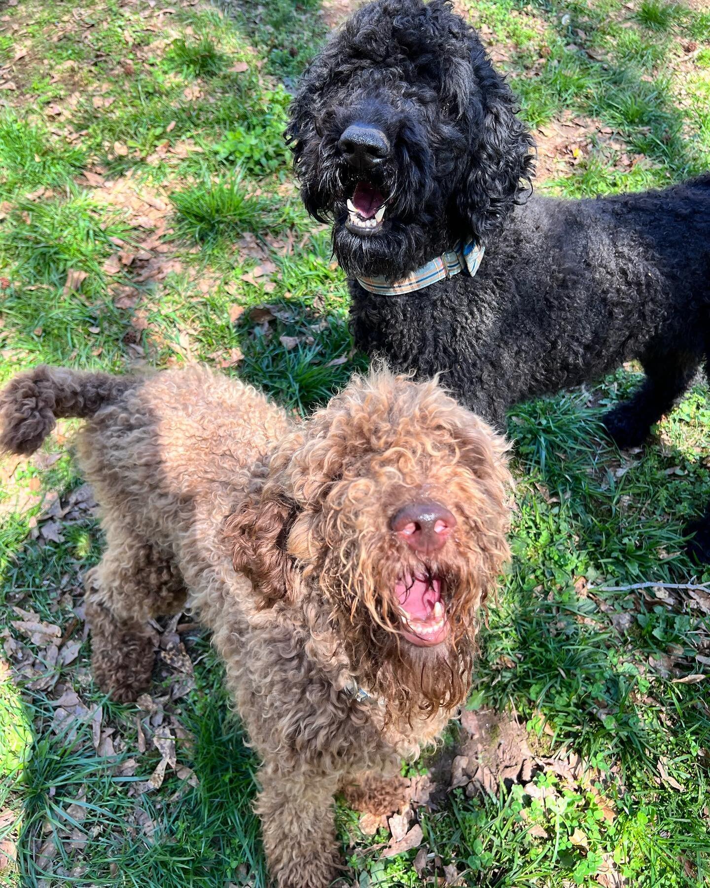 Everybody welcome Figment and Lewy! They&rsquo;re both standard poodles who came to stay with me for boarding last week. They are both extremely sweet and caught on to our routine quickly, but have some things they need to work through so Figment wil