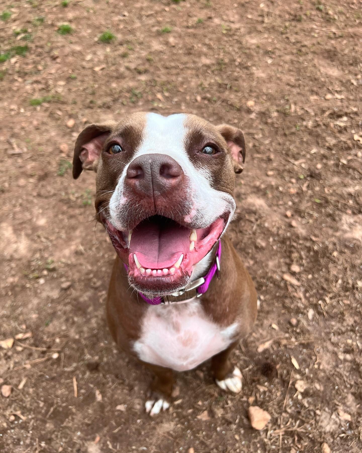 Everybody welcome Indy! She&rsquo;s a 5 year old Pit Bull who came to hang out for boarding while her dad goes out of town. Indy is a sweet girl who did a board and train with me back in May of last year. 
&bull;
#OnAJourney #dogtrainersofatlanta #at