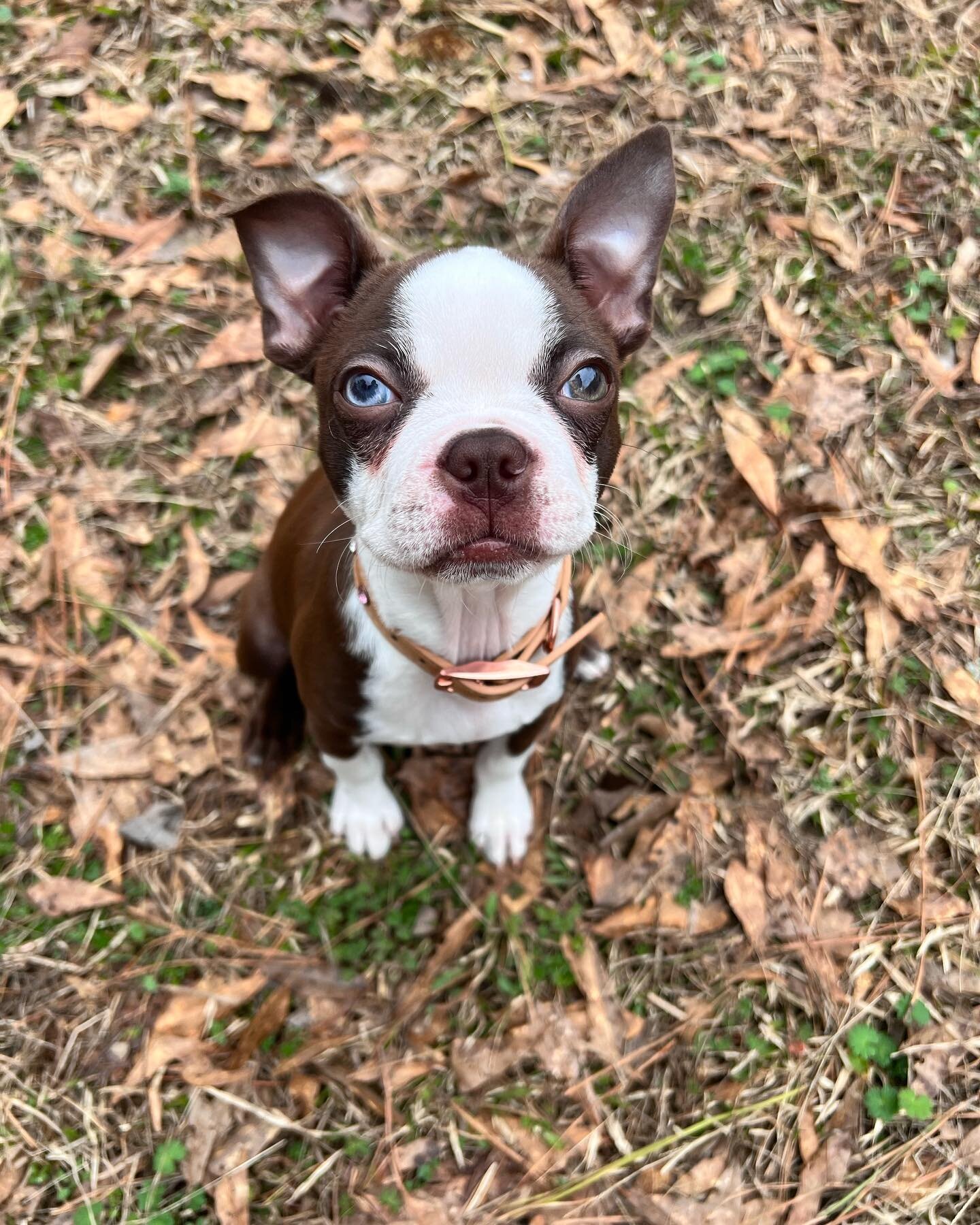 Everybody welcome Evie! She&rsquo;s a 15 week Boston Terrier here for our Puppy Pathway Board &amp; Train. We&rsquo;ll mainly be focusing on potty training but also setting a nice foundation for her and her owner to build on. Evie is very confident a