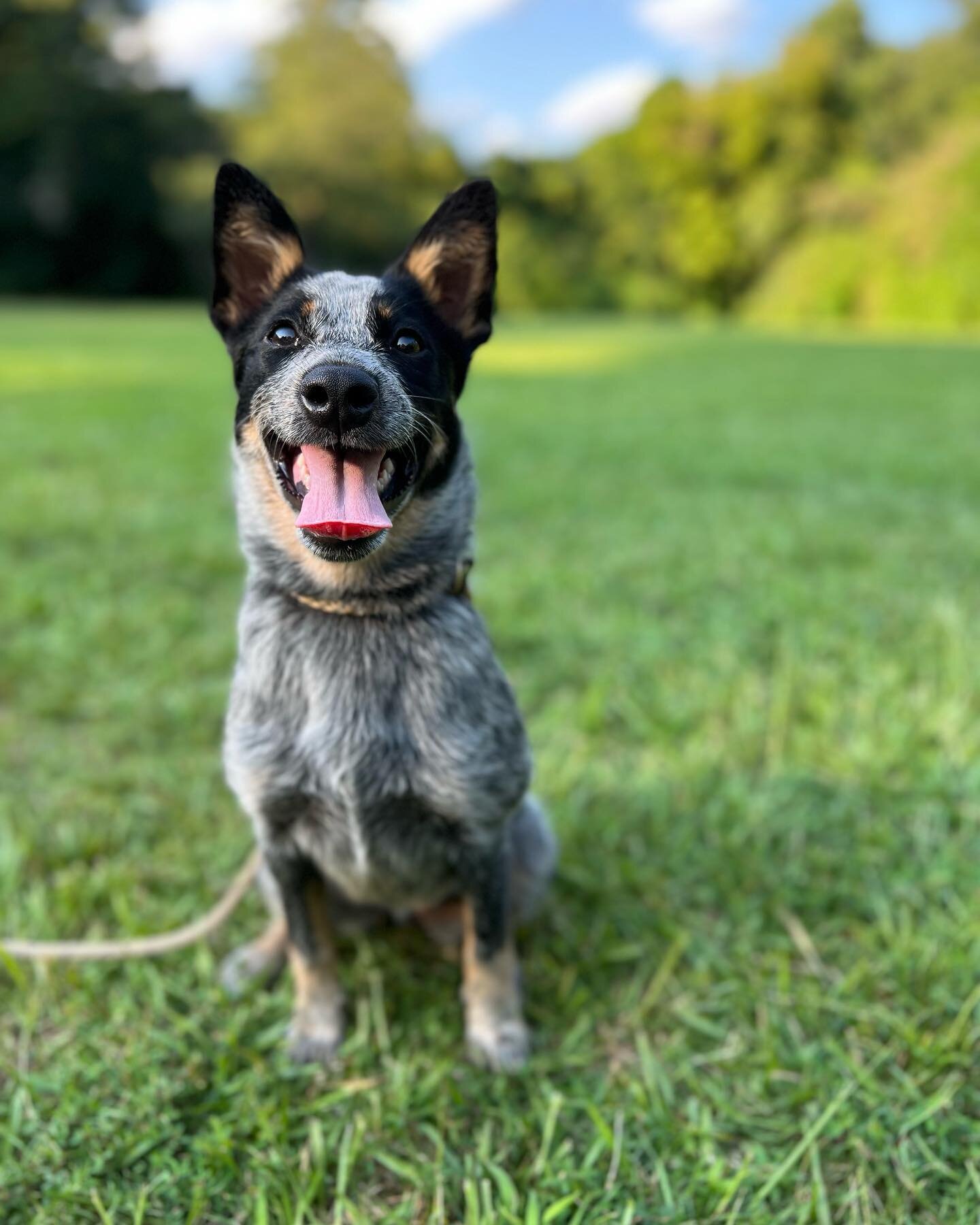 Everybody welcome Ellie! She&rsquo;s a 5 month old cattle dog here for our 2 week puppy program. We&rsquo;ll be mainly focusing on confidence building, socialization, and obedience foundations. Once Ellie gets to know you, she is just the sweetest mo