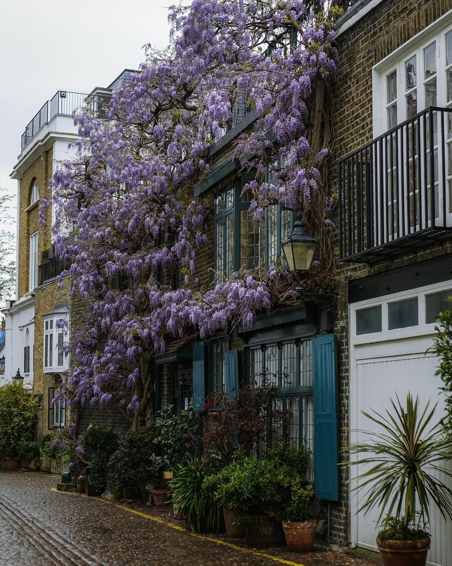 Always one of the best wisteria in London, in Kynance mews. 💜🤍💚
&bull;
&bull;
#wisteria #wisteriahysteria #wisteriaflowers #flowers #springflowers #springtime #springinlondon #london #londonphotography #londonphoto #londontravel #visitlondon #lond