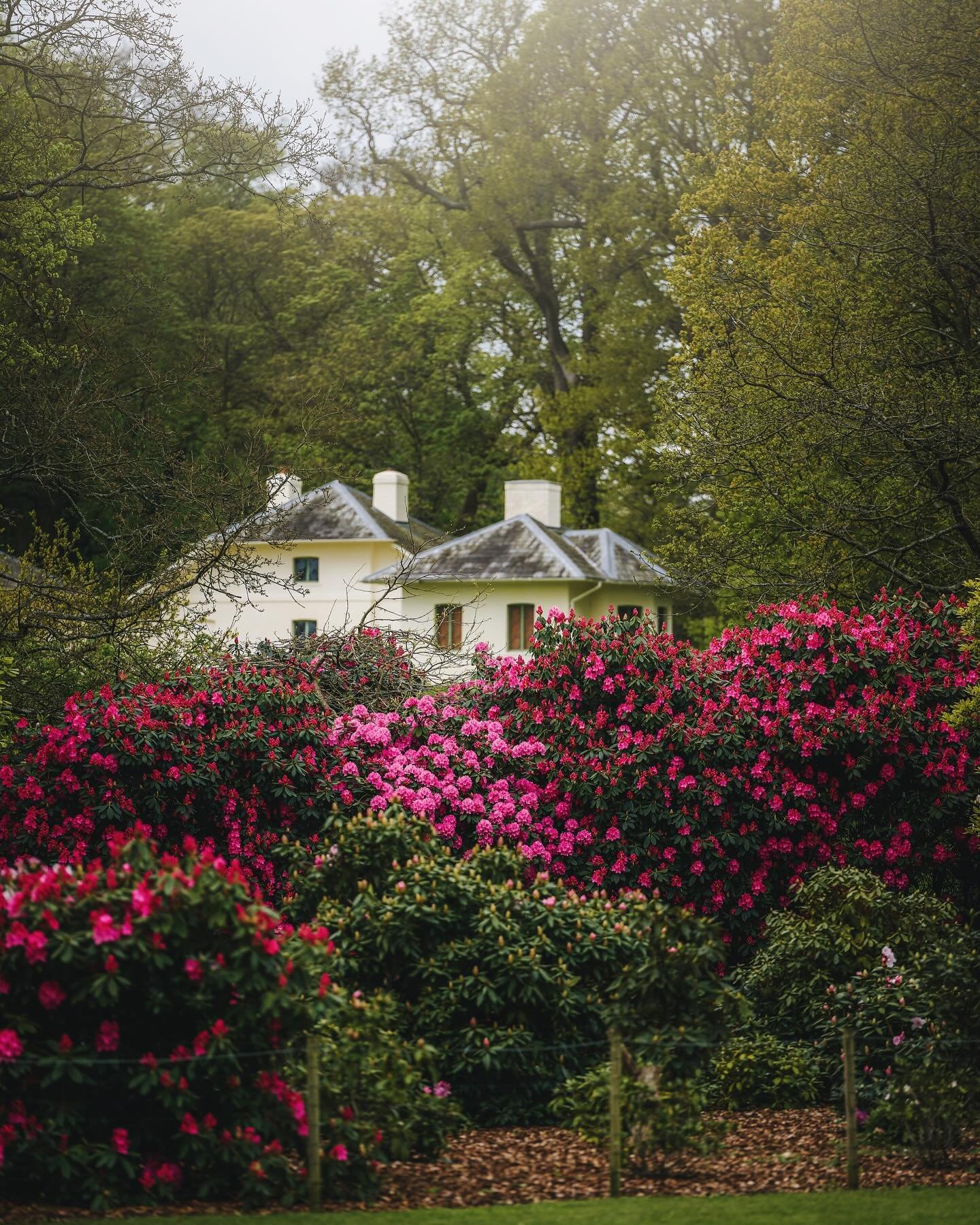 The bucolic setting of the Kenwood estate in Hampstead London. 🌺
🌺Kenwood was hailed as the most exquisite country estate in the London suburbs in 1838. At that time, managing a dairy was a trendy pastime among noblewomen, inspired by the French qu