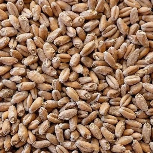Harris Wheat