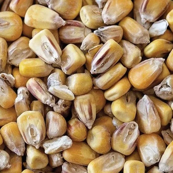 Organic Malted Maize