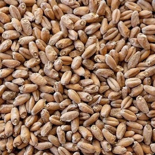 Regenerative Organic Certified® Warthog Wheat
