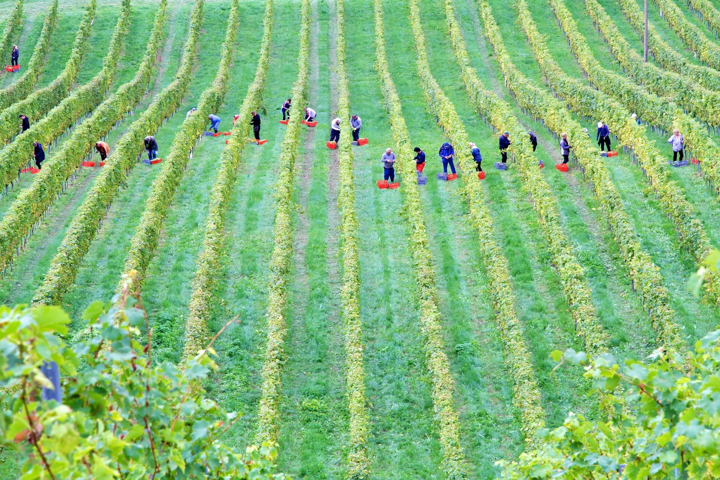 Harvest time!