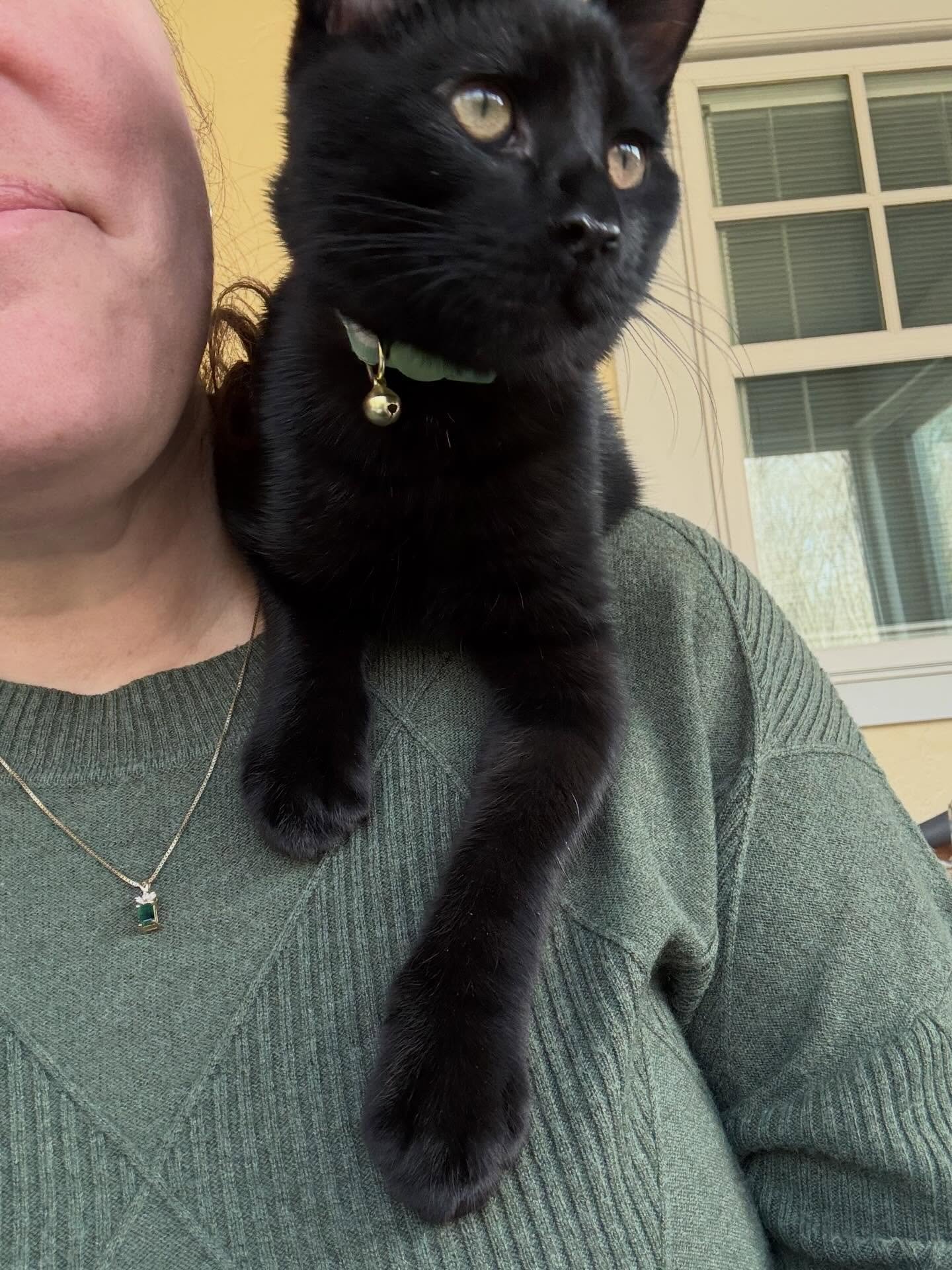 This little guy&hellip;doing his best to keep me from getting stuff done! I do love him though.