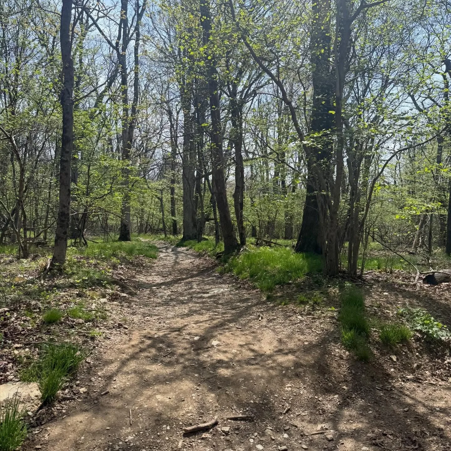 Sometimes, all we need is to go for a walk in the woods. Let your feet hit the earth. Feel the wind on your skin. Hear the birds in the trees and the rushing water of a stream. Let the sun soak into your skin and just breathe.