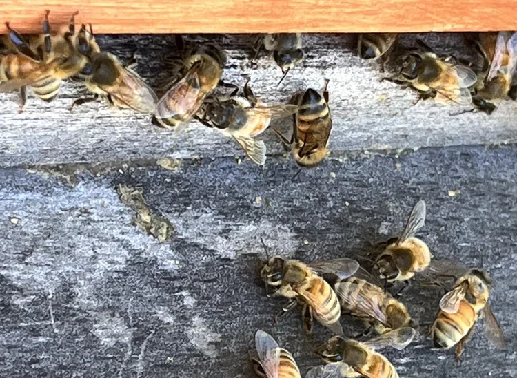 2026 bee lesson 1