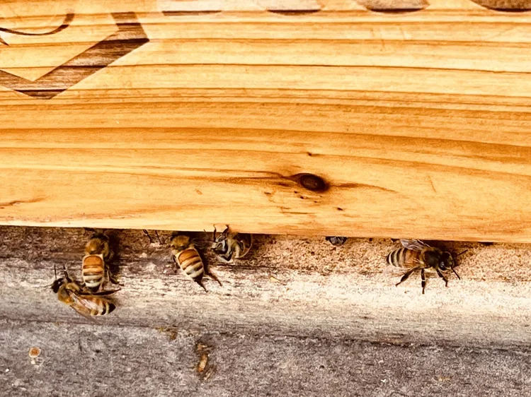 Another lesson from the hive: robbers