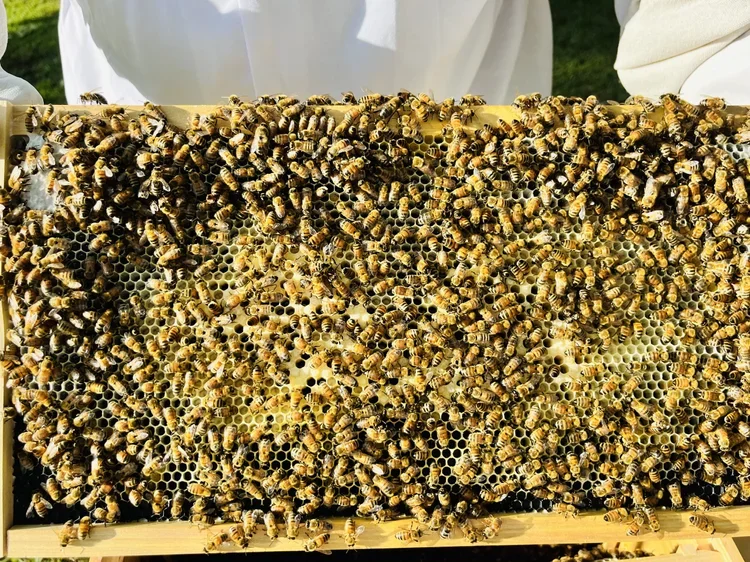 Another lesson from the hive: so many bees!