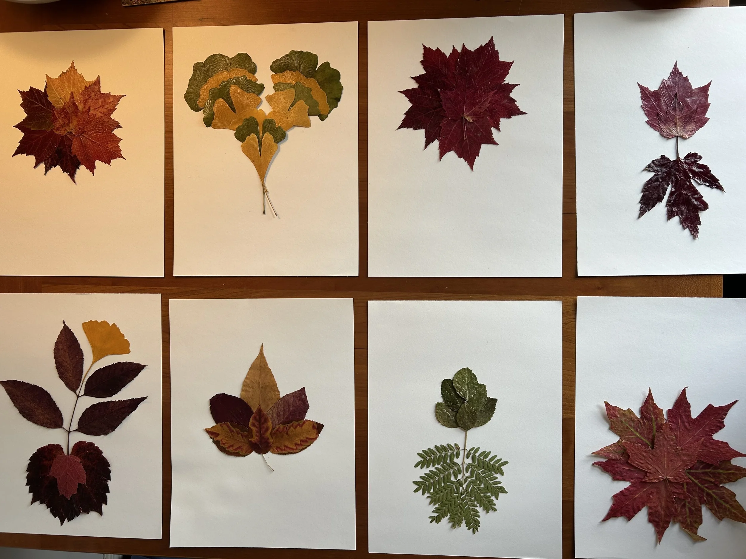 Regrowth Series.jpeg