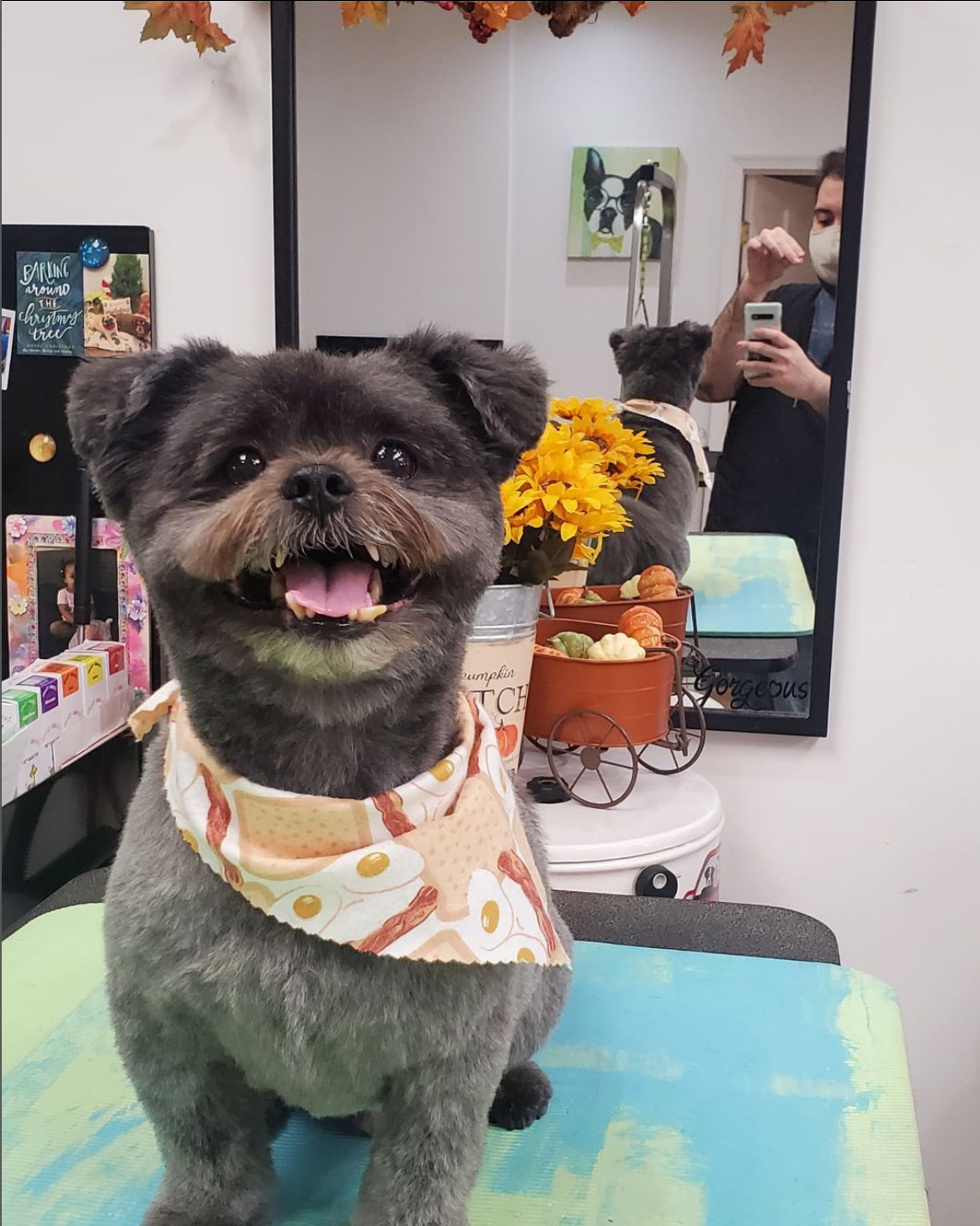 Image showcasing GROOMING SERVICES — Downtown Woody's Dog Groomers